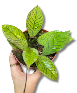 Hoya sabah