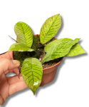 Hoya sp. Sabah