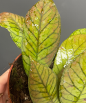 Hoya sp. Sabah