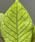 Hoya sp. Sabah