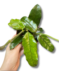 Hoya Villosa