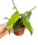 Hoya villosa