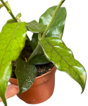 Hoya villosa