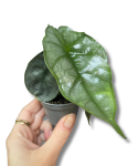 Alocasia Dragon Breath - S