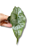 Alocasia Dragon Breath - S
