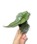 Alocasia Dragon Breath - S