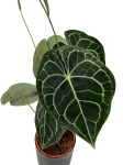 Anthurium clarinervium starsza roślina