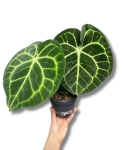 Anthurium clarinervium - M