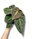 Anthurium clarinervium - M
