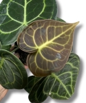 Anthurium clarinervium - M