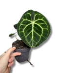 Anthurium clarinervium - M