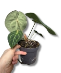 Anthurium clarinervium - M