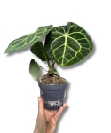 Anthurium clarinervium - M