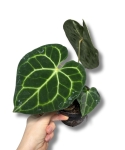 Anthurium clarinervium - M