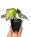 Philodendron Gloriosum Tricolor Variegata