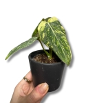 Philodendron Gloriosum Tricolor Variegata