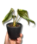 Philodendron Gloriosum Tricolor Variegata