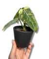 Philodendron Gloriosum Tricolor Variegata