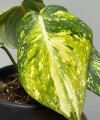 Philodendron Gloriosum Tricolor Variegata