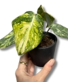 Philodendron Gloriosum Tricolor Variegata