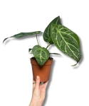 Anthurium magnificum