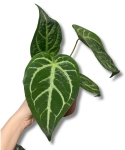 Anthurium magnificum