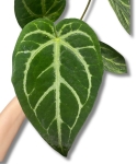 Anthurium magnificum