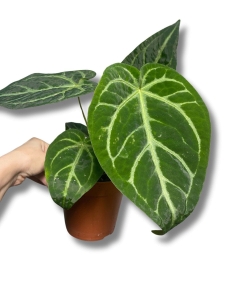 Anthurium magnificum - S (1)
