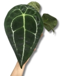 Anthurium Forgetii x Nigrolaminum