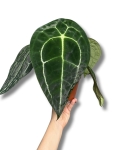 Anthurium Forgetii x Nigrolaminum