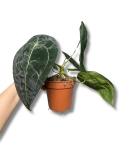 Anthurium Forgetii x Nigrolaminum