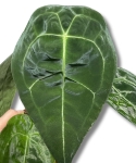 Anthurium Forgetii x Nigrolaminum