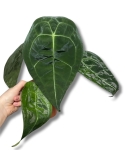 Anthurium Forgetii x Nigrolaminum