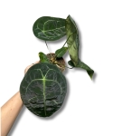 Anthurium Forgetii x Nigrolaminum