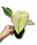 Monstera deliciosa mint
