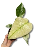 Monstera deliciosa mint