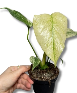 Monstera deliciosa mint