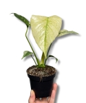 Monstera deliciosa mint
