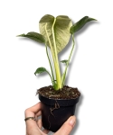 Monstera deliciosa mint