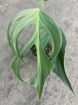 Monstera Burle Marx Flame starsza roślina