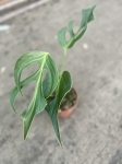 Monstera Burle Marx Flame starsza roślina