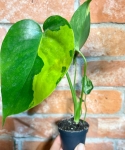 Monstera deliciosa Yellow Marilyn