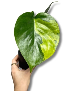  Monstera deliciosa Yellow Marilyn 