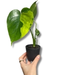 Monstera deliciosa Yellow Marilyn