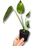 Monstera deliciosa Yellow Marilyn