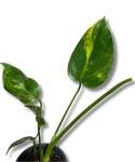 Monstera deliciosa Yellow Marilyn
