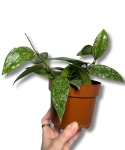 Hoya Rangsan