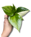Anthurium 'Renaissance Variegata'