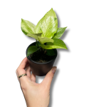 Anthurium 'Renaissance Variegata'