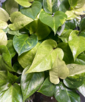 Anthurium 'Renaissance Variegata'
